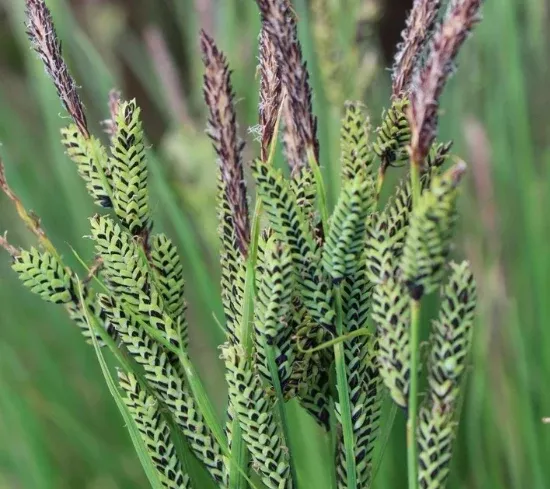 Live Black Sedge (Potted) - Local Pickup Only