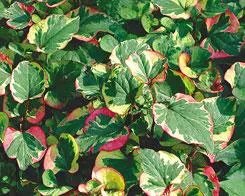 Live Chameleon Plant (Potted) - Local Pickup Only