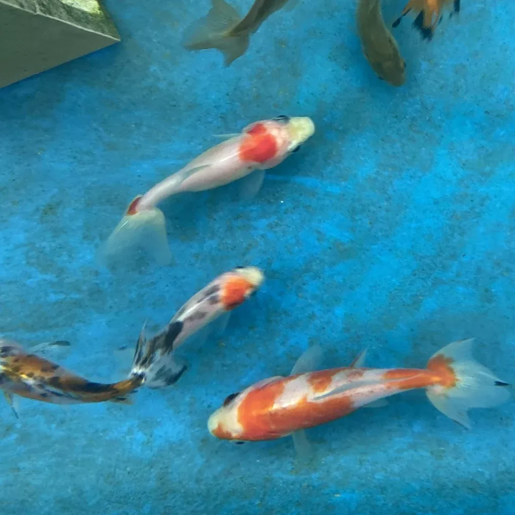 Live Double Tail Goldfish (Wakin & Watonai) - Local Pick Up Only