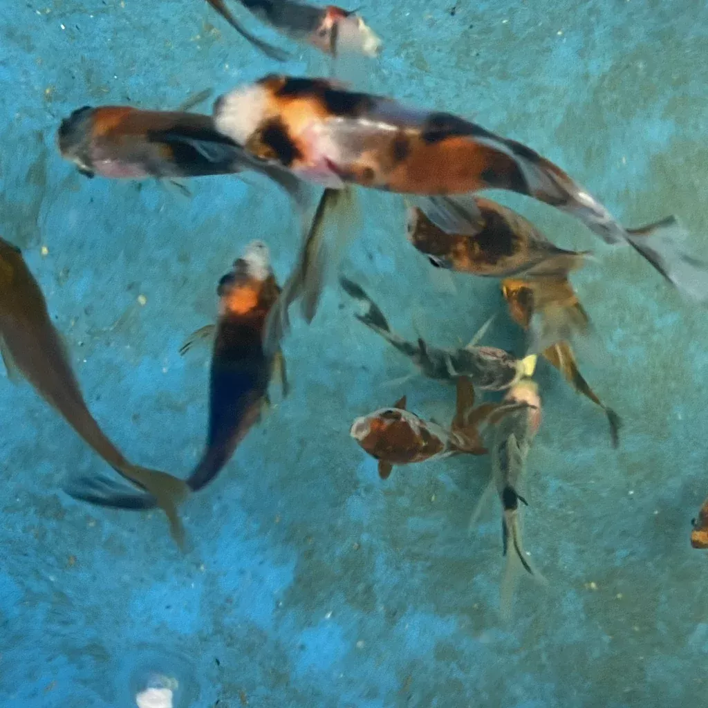 Live Fancy High End Goldfish - (Local Pick Up Only)