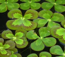 Live Four Leaf Clover (Potted) - Local Pickup Only