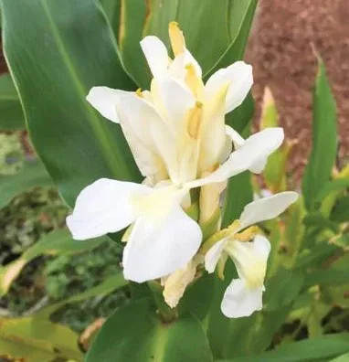 Live Ginger White Butterfly (Potted) - Local Pickup Only