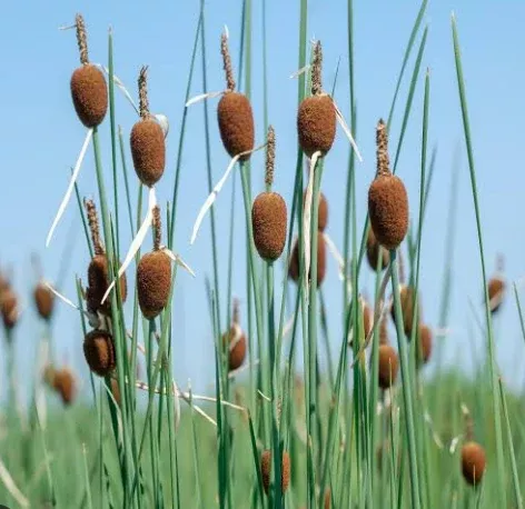 Live Miniature Cattail (Potted) Local Pick up Only