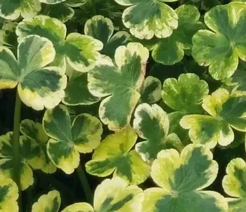 Live Pennywort "Crystal Ball"(Potted) - Local Pickup Only