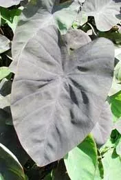 Live Taro, Black Magic or Mojito (Potted) - Local Pickup Only