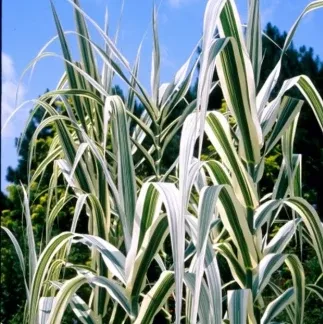 Live Variegated Giant Reed Grass (Potted) - Local Pickup Only