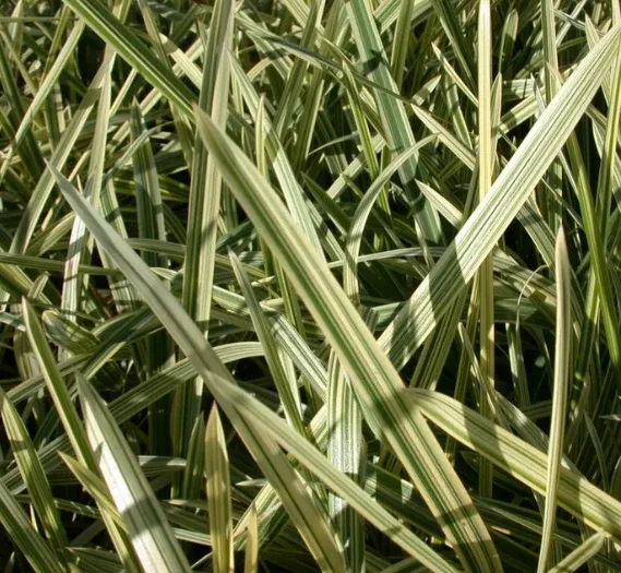 Live Variegated Manna Grass (Potted) - Local Pickup Only
