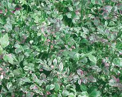 Live Variegated Water-Celery (Potted) - Local Pickup Only