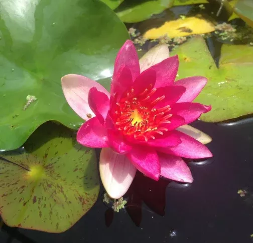 Live Water Lily, Various Colors Hardy (Potted) - Local Pickup Only